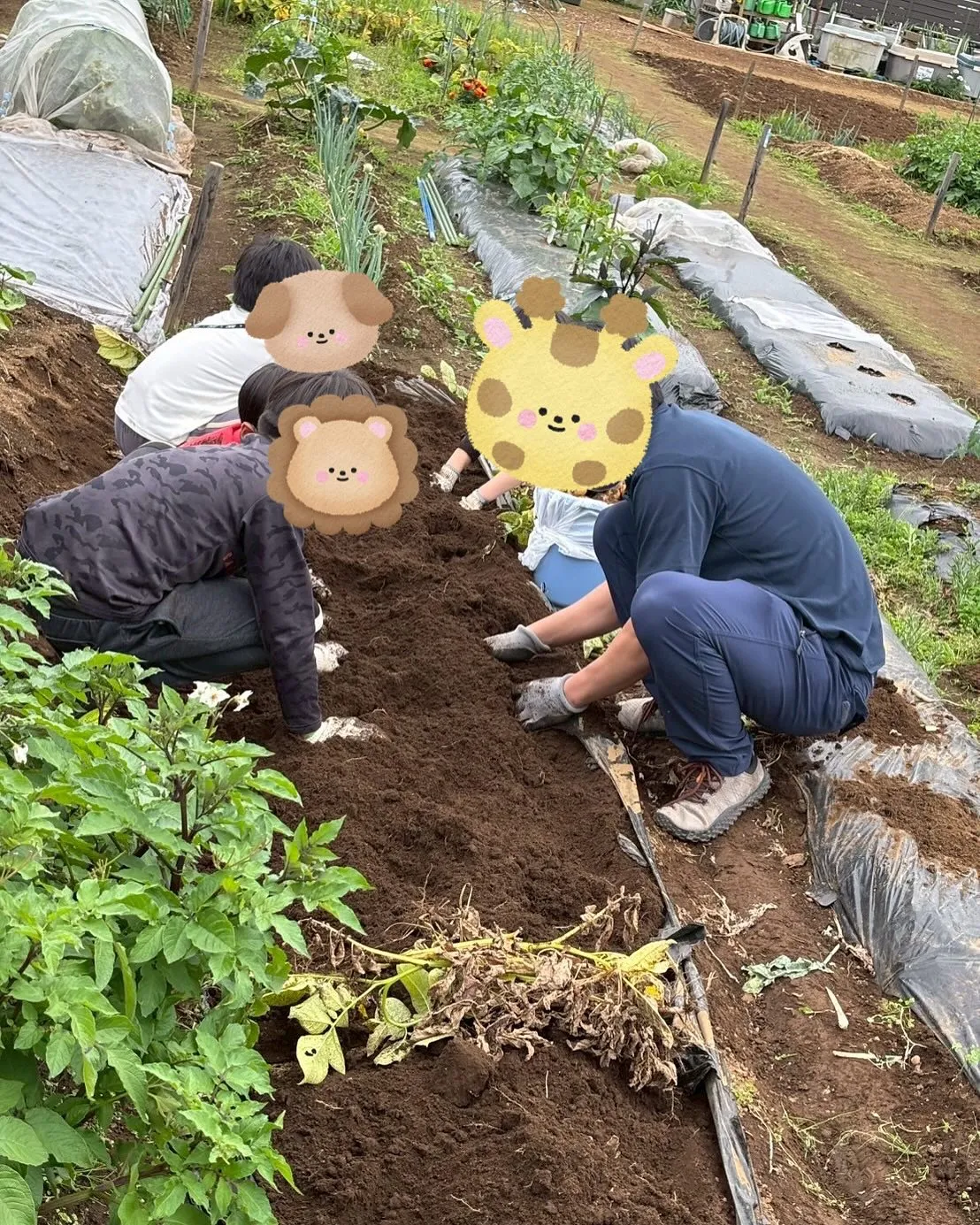 2月に埋めたじゃがいもみんなで収穫しましたー♪