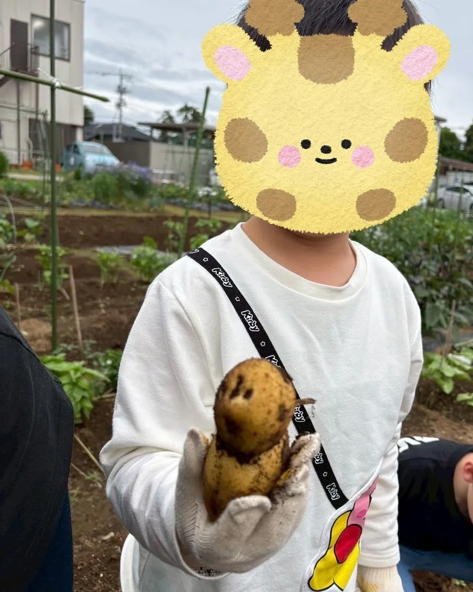 2月に埋めたじゃがいもみんなで収穫しましたー♪