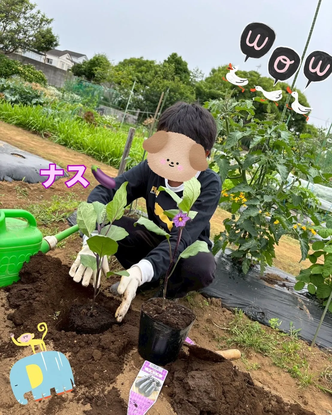 春野菜の収穫が終わったので、夏野菜の苗植えをしました♪