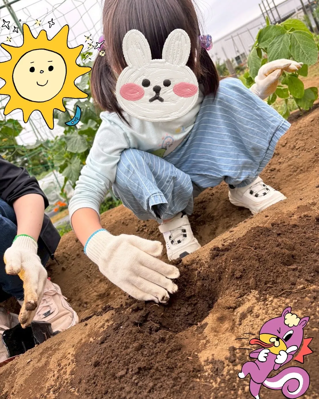 春野菜の収穫が終わったので、夏野菜の苗植えをしました♪
