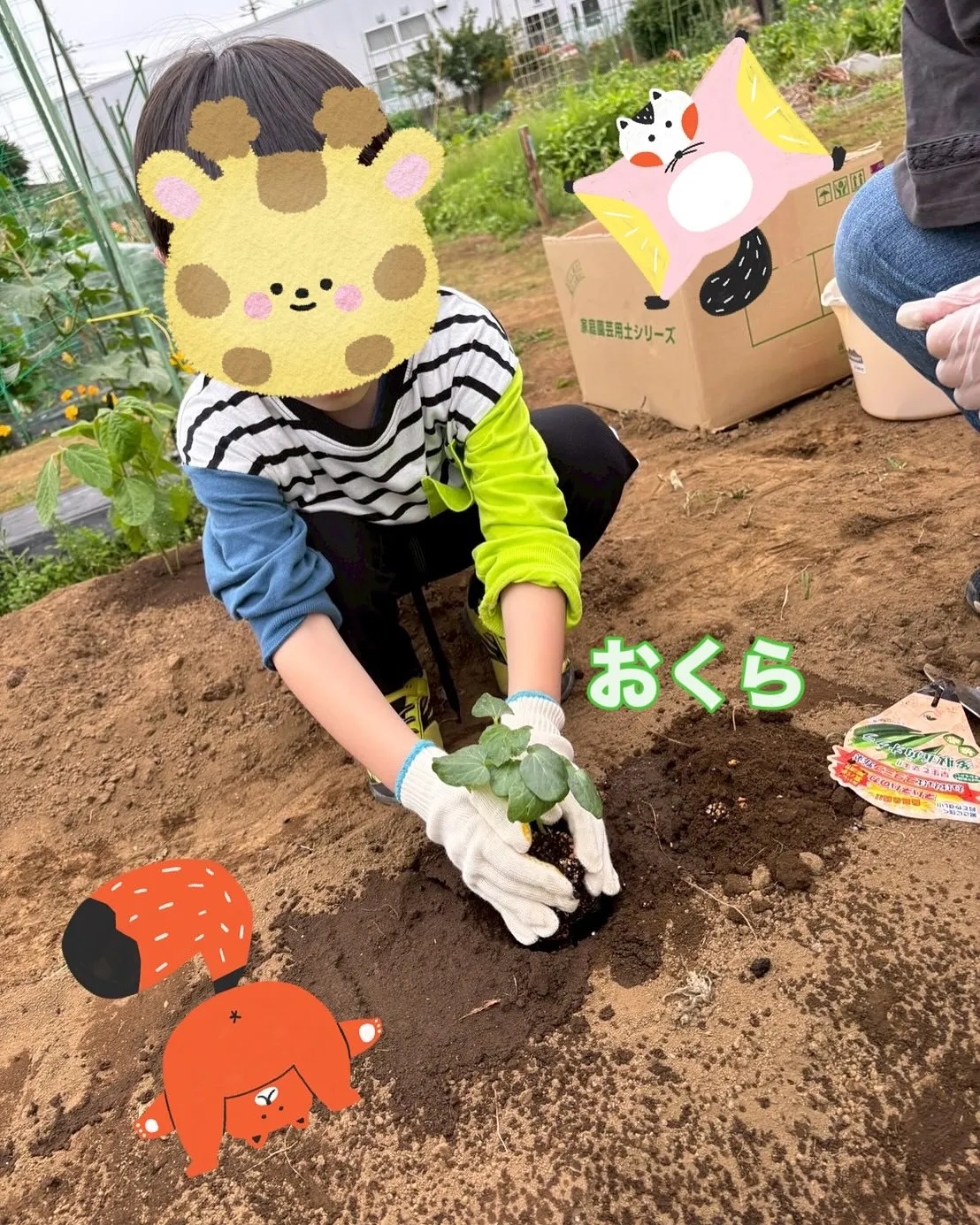 春野菜の収穫が終わったので、夏野菜の苗植えをしました♪