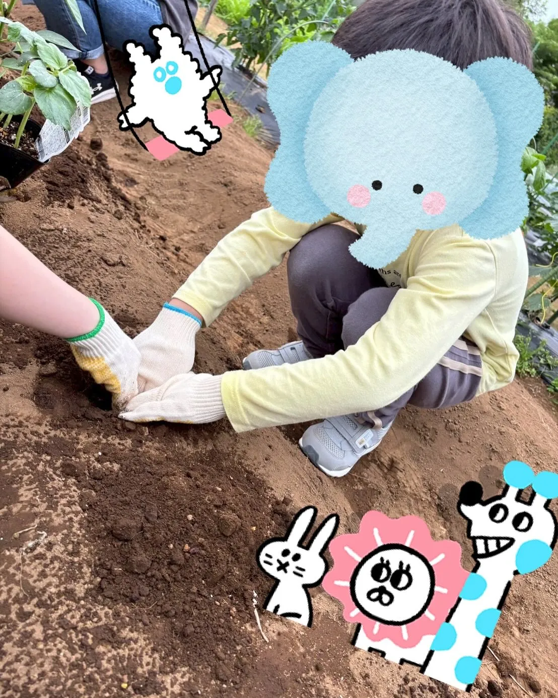 春野菜の収穫が終わったので、夏野菜の苗植えをしました♪